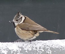 Crested Tit  - Lophophanes cristatus © John Muddeman
